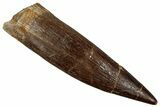 Fossil Plesiosaur (Zarafasaura) Tooth - Morocco #354716-1